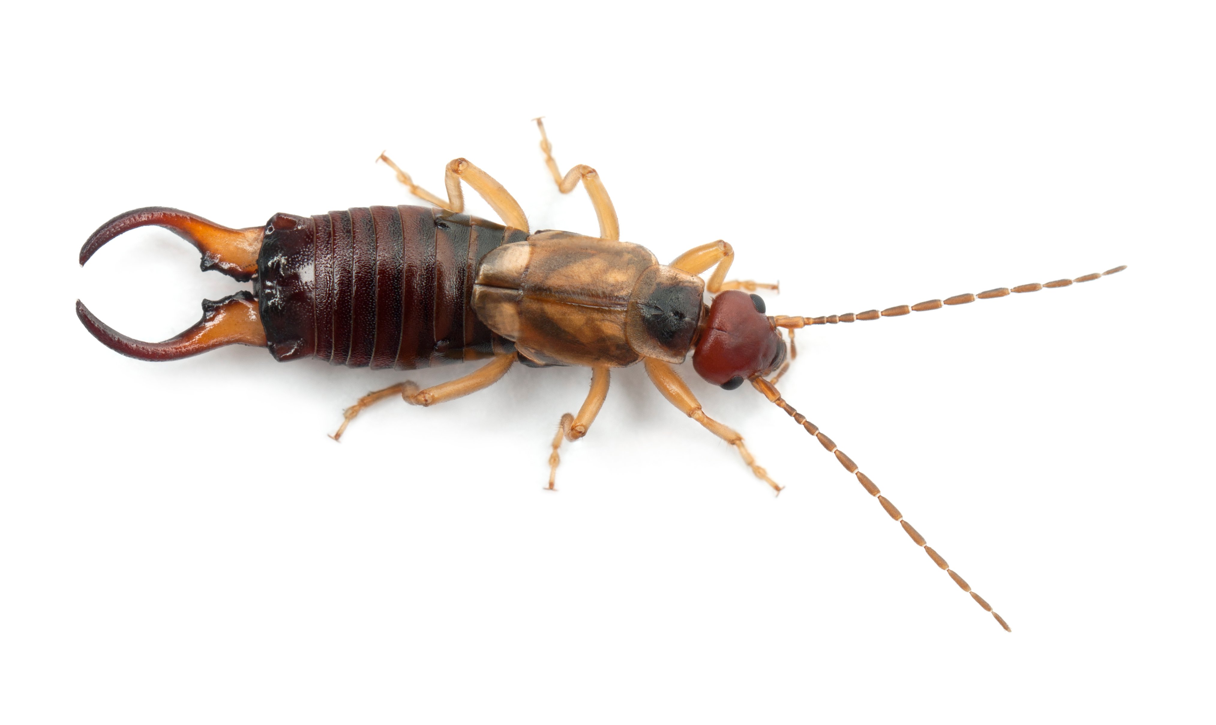 Do Earwigs Damage Homes