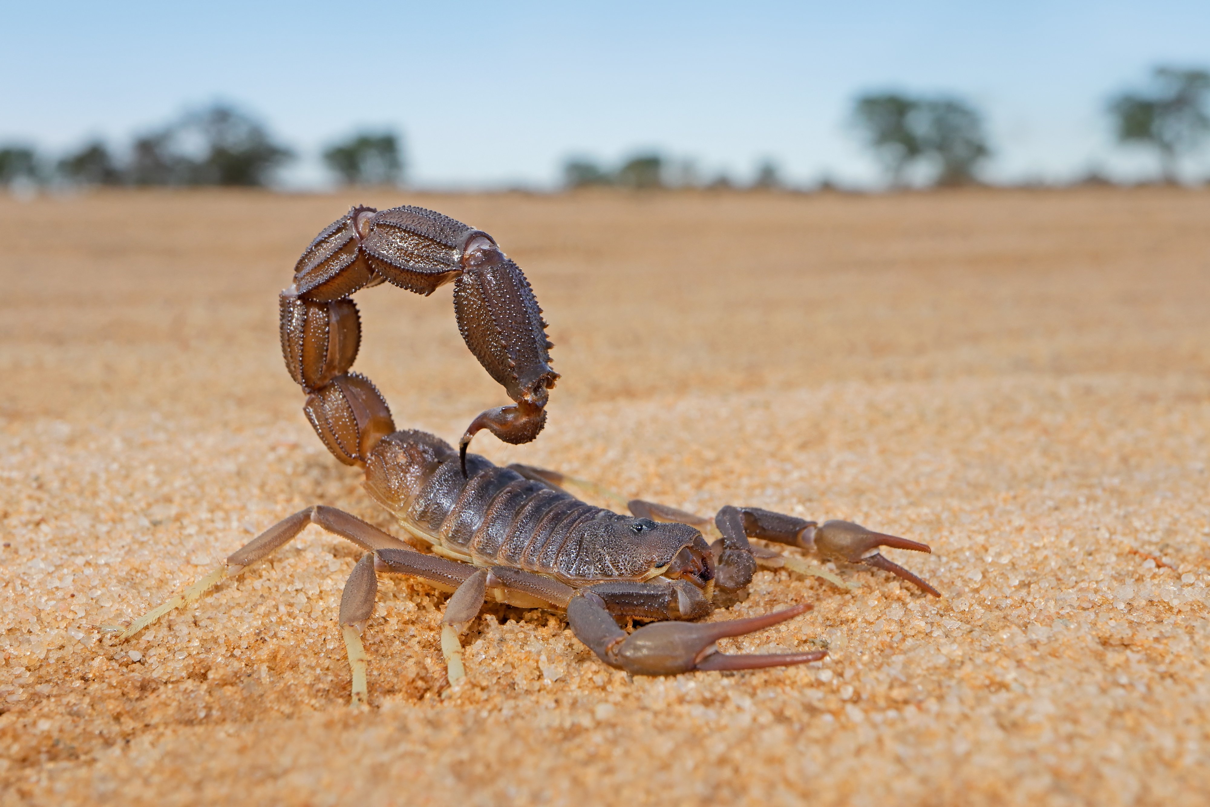 Scorpions Inhabiting Florida  Trusted Scorpion Control For South