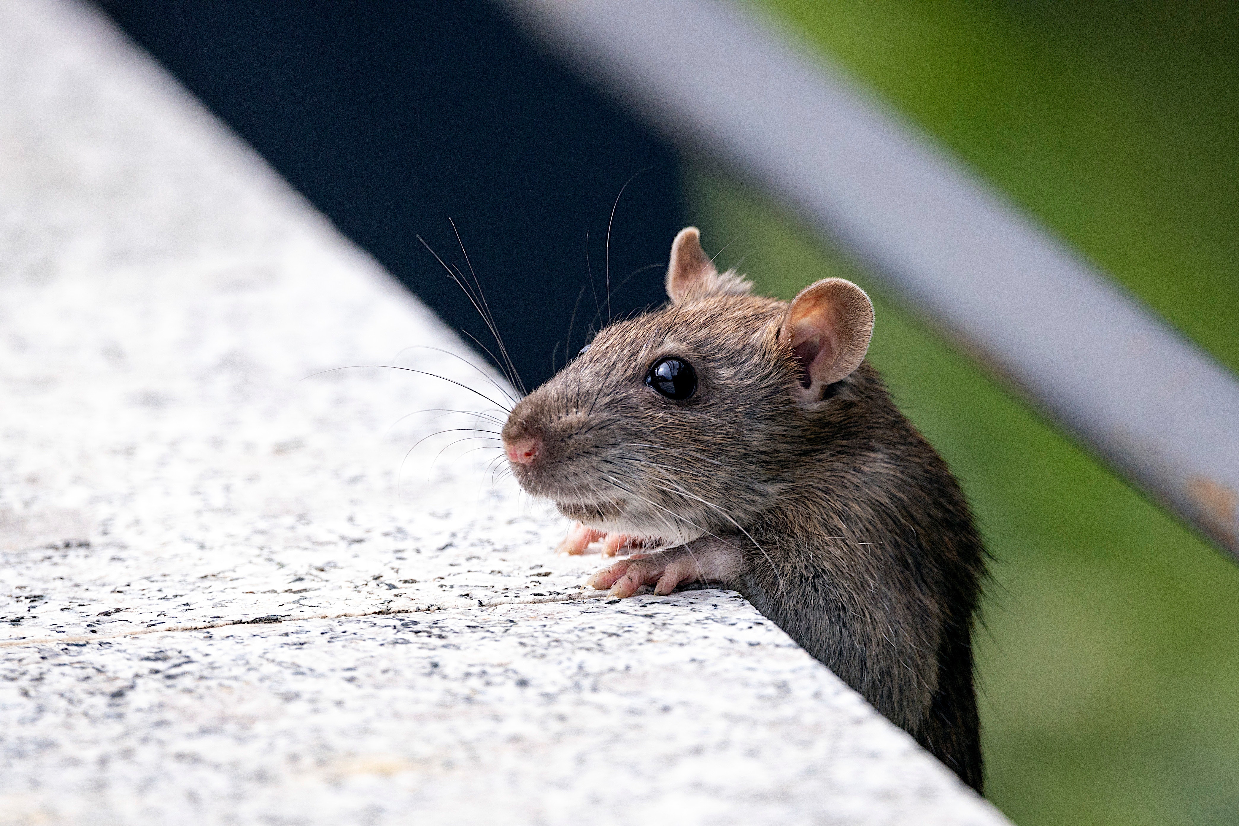 Blog - Why Mouse Traps Just Aren't Working In Your Houston Home